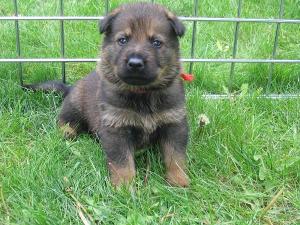 ExceptionalCzechWorkingGermanShepherdLitter